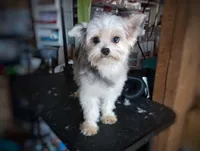 Upcoming Exotic Morkies, a  Morkie for sale in Barren Springs, VA – Photo 5 of 10