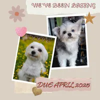 Upcoming Exotic Morkies, a  Morkie for sale in Barren Springs, VA – Photo 1 of 10