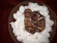 Upcoming Exotic Morkies, a  Morkie for sale in Barren Springs, VA – Photo 10 of 10