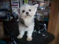 Upcoming Exotic Morkies, a  Morkie for sale in Barren Springs, VA – Photo 3 of 10