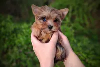 Upcoming Exotic Morkies, a  Morkie for sale in Barren Springs, VA – Photo 8 of 10