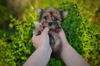 Upcoming Exotic Morkies, a  Morkie for sale in Barren Springs, VA – Photo 9 of 10