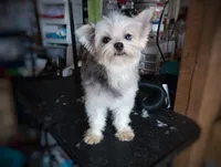 Upcoming Exotic Morkies, a  Morkie for sale in Barren Springs, VA – Photo 7 of 10