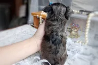 Rare Korean Merle Maui , a male Morkie for sale in Barren Springs, VA – 3 of 9
