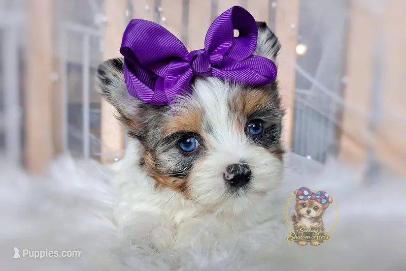 Korean Merle Sina – Morkie puppy for sale in Barren Springs, VA