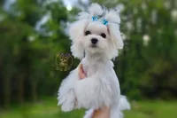 Korean Teddybear Snowball, a male Maltese for sale in Barren Springs, VA – 3 of 6