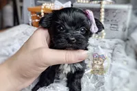 Rare Korean Moana , a female Morkie for sale in Barren Springs, VA – 5 of 5