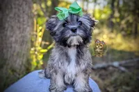 Tumbleweed, a male Morkie for sale in Barren Springs, VA – 5 of 5