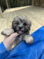 Anchor, a male Morkie for sale in Barren Springs, VA – 3 of 7