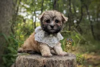 Anchor, a male Morkie for sale in Barren Springs, VA – 5 of 7