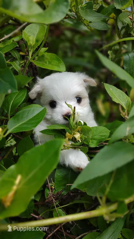 Holistically-Reared Havamalt