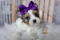 Korean Blue Eyed Sina, a female Morkie for sale in Barren Springs, VA – 6 of 10