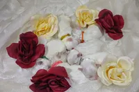 Holistically-Reared Maltipoo, a  Maltipoo for sale in Barren Springs, VA – Photo 3 of 10