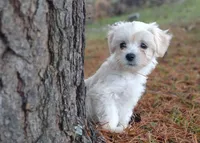 Holistically-Reared Maltipoo, a  Maltipoo for sale in Barren Springs, VA – Photo 6 of 10