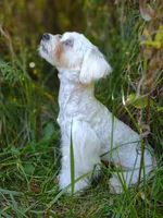 Holistically-Reared Maltipoo, a  Maltipoo for sale in Barren Springs, VA – Photo 8 of 10