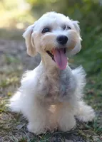 Holistically-Reared Maltipoo, a  Maltipoo for sale in Barren Springs, VA – Photo 10 of 10