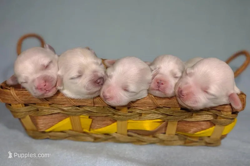 Holistically-Reared Maltipoo