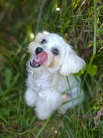 Holistically-Reared Maltipoo, a  Maltipoo for sale in Barren Springs, VA – Photo 7 of 10