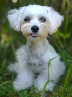 Holistically-Reared Maltipoo, a  Maltipoo for sale in Barren Springs, VA – Photo 9 of 10