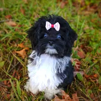 Korean Elio, a male Maltipoo for sale in Barren Springs, VA – Photo 7 of 10