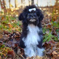 Korean Elio, a male Maltipoo for sale in Barren Springs, VA – Photo 3 of 10