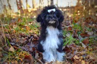 processed/ce93e615-3ec4-4344-925d-ac5904a53b86/listing/8d7e76f6-5ad7-48e5-b3a0-499c3b152a05/138983ec-158a-4cc2-85b9-f761cc612979