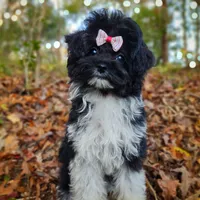 Korean Elio, a male Maltipoo for sale in Barren Springs, VA – Photo 8 of 10