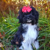 Korean Elio, a male Maltipoo for sale in Barren Springs, VA – Photo 4 of 10