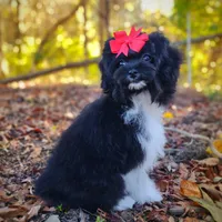 Korean Elio, a male Maltipoo for sale in Barren Springs, VA – Photo 5 of 10