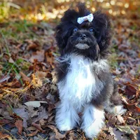 Korean Elio, a male Maltipoo for sale in Barren Springs, VA – Photo 2 of 10