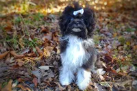 processed/ce93e615-3ec4-4344-925d-ac5904a53b86/listing/8d7e76f6-5ad7-48e5-b3a0-499c3b152a05/98825a3c-c281-4489-9565-ac43fbff16d3