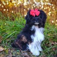 Korean Elio, a male Maltipoo for sale in Barren Springs, VA – Photo 6 of 10