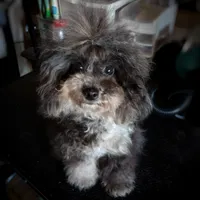 Korean Elio, a male Maltipoo for sale in Barren Springs, VA – Photo 10 of 10