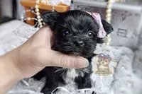 Rare Korean Moana , a female Morkie for sale in Barren Springs, VA – 3 of 5