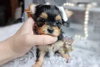 Korean Tala , a female Morkie for sale in Barren Springs, VA – 5 of 5