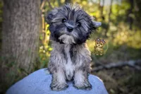 Tumbleweed, a male Morkie for sale in Barren Springs, VA – 4 of 5