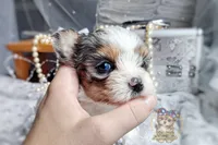 Korean Merle Sina, a female Morkie for sale in Barren Springs, VA – 3 of 6