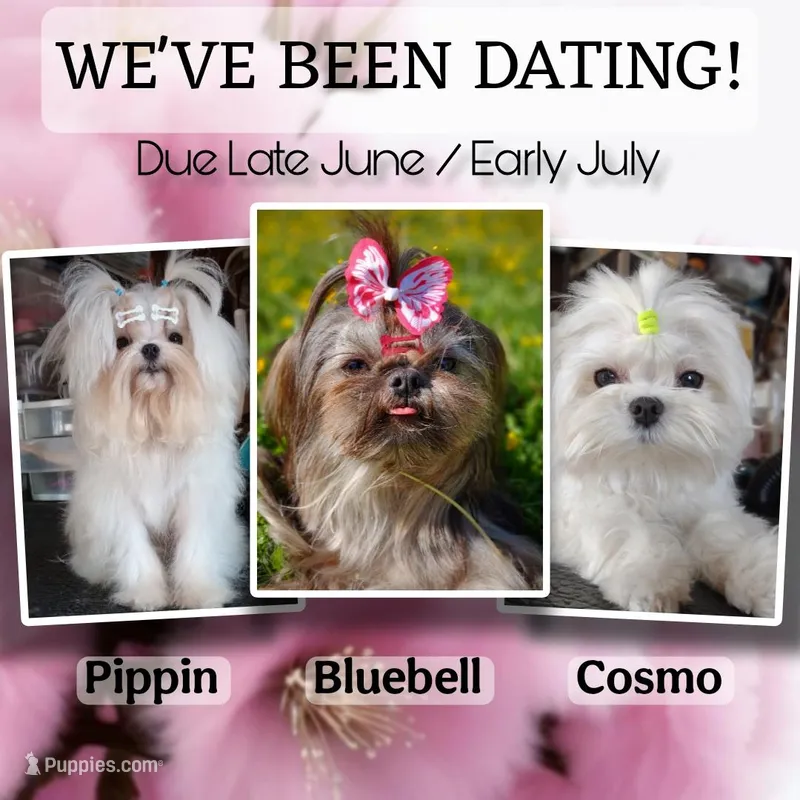 Rare Korean Imperial Malshis, a  Shih Tzu for sale in Barren Springs, VA – Photo 1 of 1