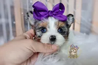 Korean Blue Eyed Sina, a female Morkie for sale in Barren Springs, VA – 7 of 10