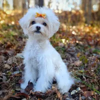 Korean Taiyang, a male Maltipoo for sale in Barren Springs, VA – Photo 1 of 10