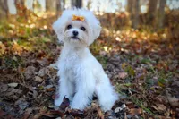 Korean Taiyang, a male Maltipoo for sale in Barren Springs, VA – Photo 1 of 10