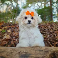 Korean Taiyang, a male Maltipoo for sale in Barren Springs, VA – Photo 7 of 10