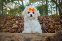 Korean Taiyang, a male Maltipoo for sale in Barren Springs, VA – Photo 7 of 10
