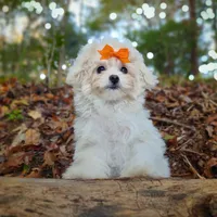 Korean Taiyang, a male Maltipoo for sale in Barren Springs, VA – Photo 8 of 10