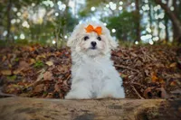 Korean Taiyang, a male Maltipoo for sale in Barren Springs, VA – Photo 8 of 10