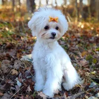 Korean Taiyang, a male Maltipoo for sale in Barren Springs, VA – Photo 3 of 10