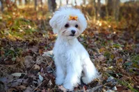 Korean Taiyang, a male Maltipoo for sale in Barren Springs, VA – Photo 3 of 10