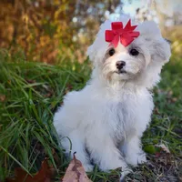 Korean Taiyang, a male Maltipoo for sale in Barren Springs, VA – Photo 6 of 10