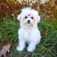 Korean Taiyang, a male Maltipoo for sale in Barren Springs, VA – Photo 4 of 10