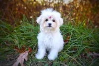Korean Taiyang, a male Maltipoo for sale in Barren Springs, VA – Photo 4 of 10